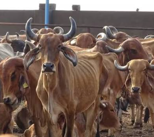 तमिलनाडु में गौहत्या पर पूर्ण प्रतिबंध के हाई कोर्ट आदेश पर सुप्रीम कोर्ट की रोक, राज्य सरकार को नोटिस