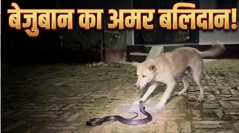 बलिया में वफादार कुत्ते ने बचाई मालिक की जान, जहरीले सांप से लड़ते हुए खुद गंवाई जिंदगी